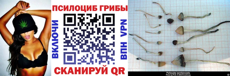 Купить закладки Плавск Галлюциногенные грибы MAGIC MUSHROOMS